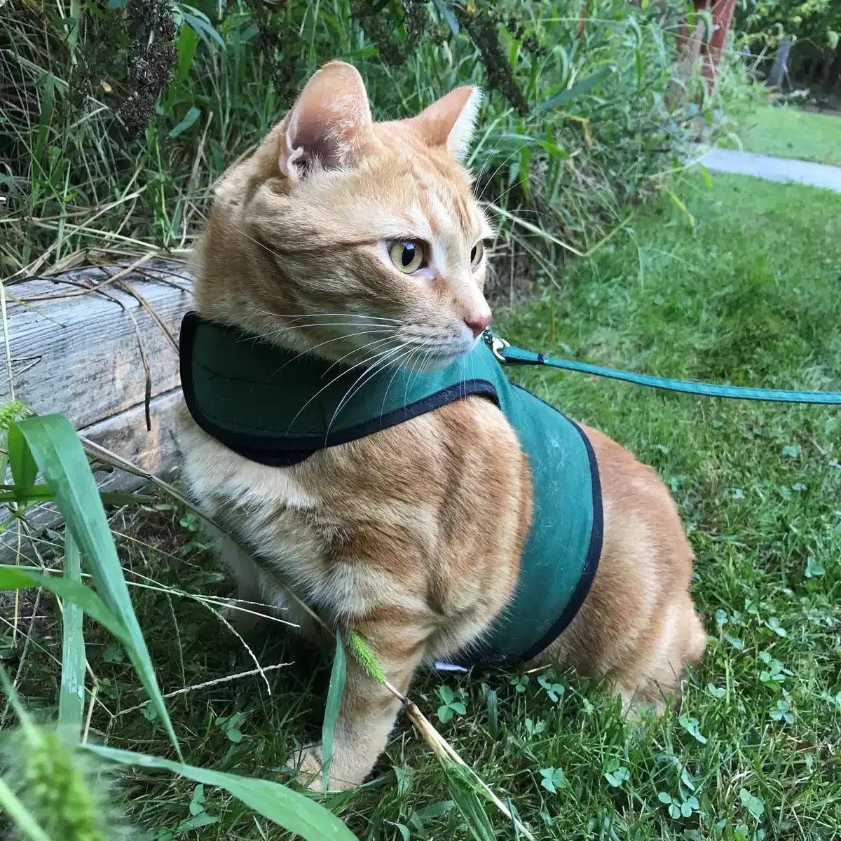 zoomed in view of a cat wearing blue klitty holster