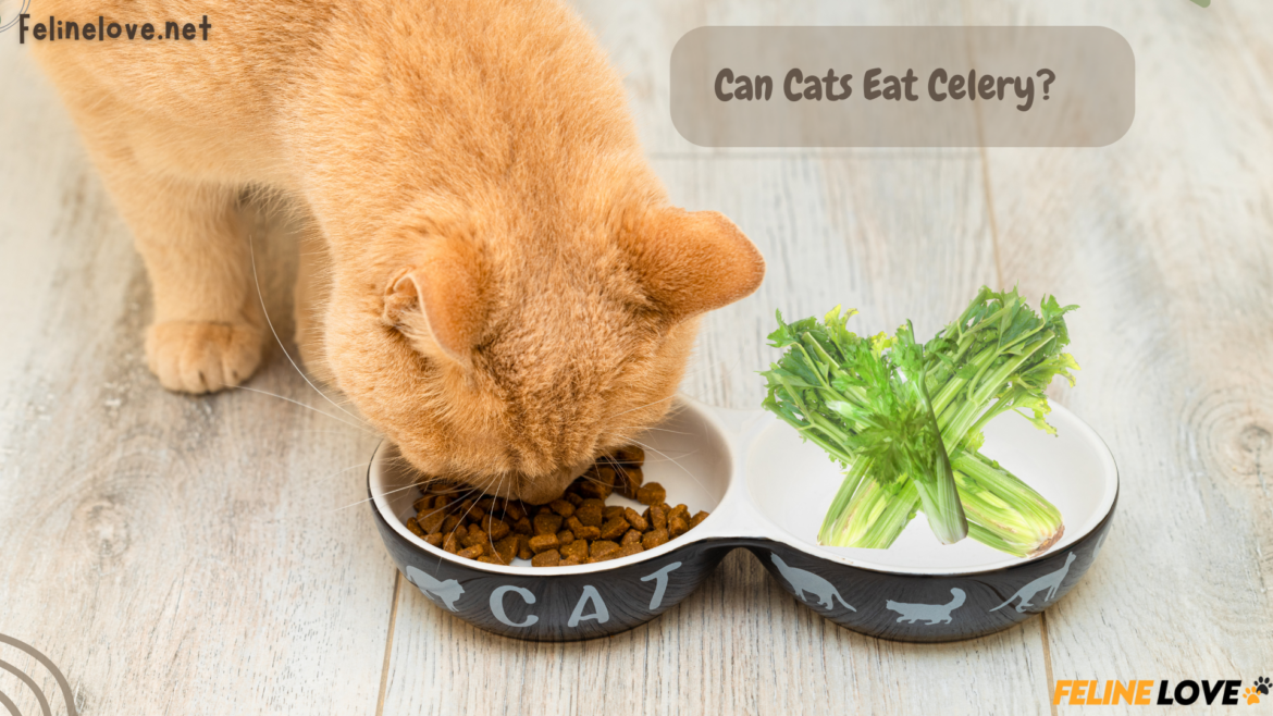 cat and celery