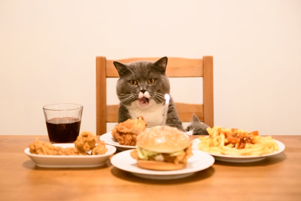 British Short hair Cat Sits At The Table And Eats