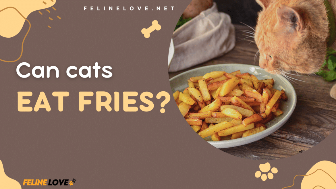 Can cats eat fries