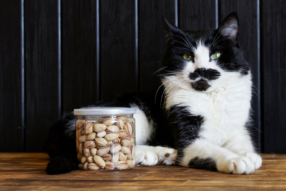 A transparent jar with fried salted pistachios and an important and cat sitting along side it