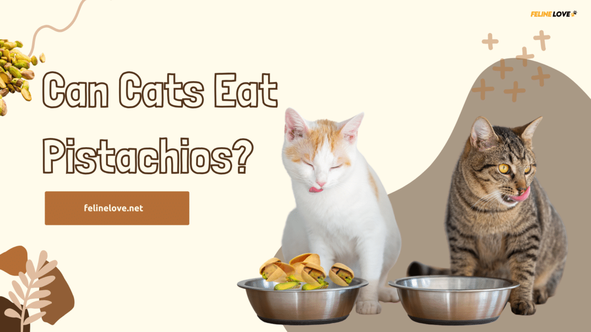 Can Cats Eat Pistachios ( )