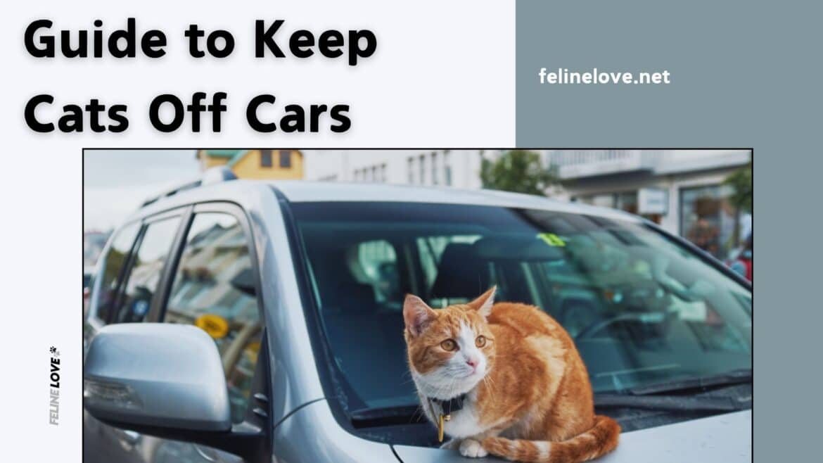 Guide to Keep Cats Off Cars