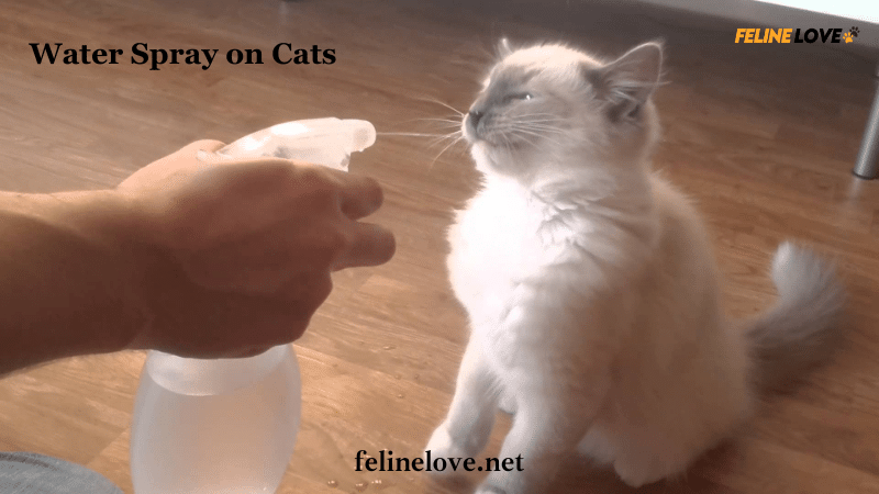 Water Spray on Cats