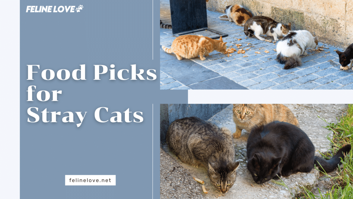 Food Picks for Stray Cats Guide to Nutrition