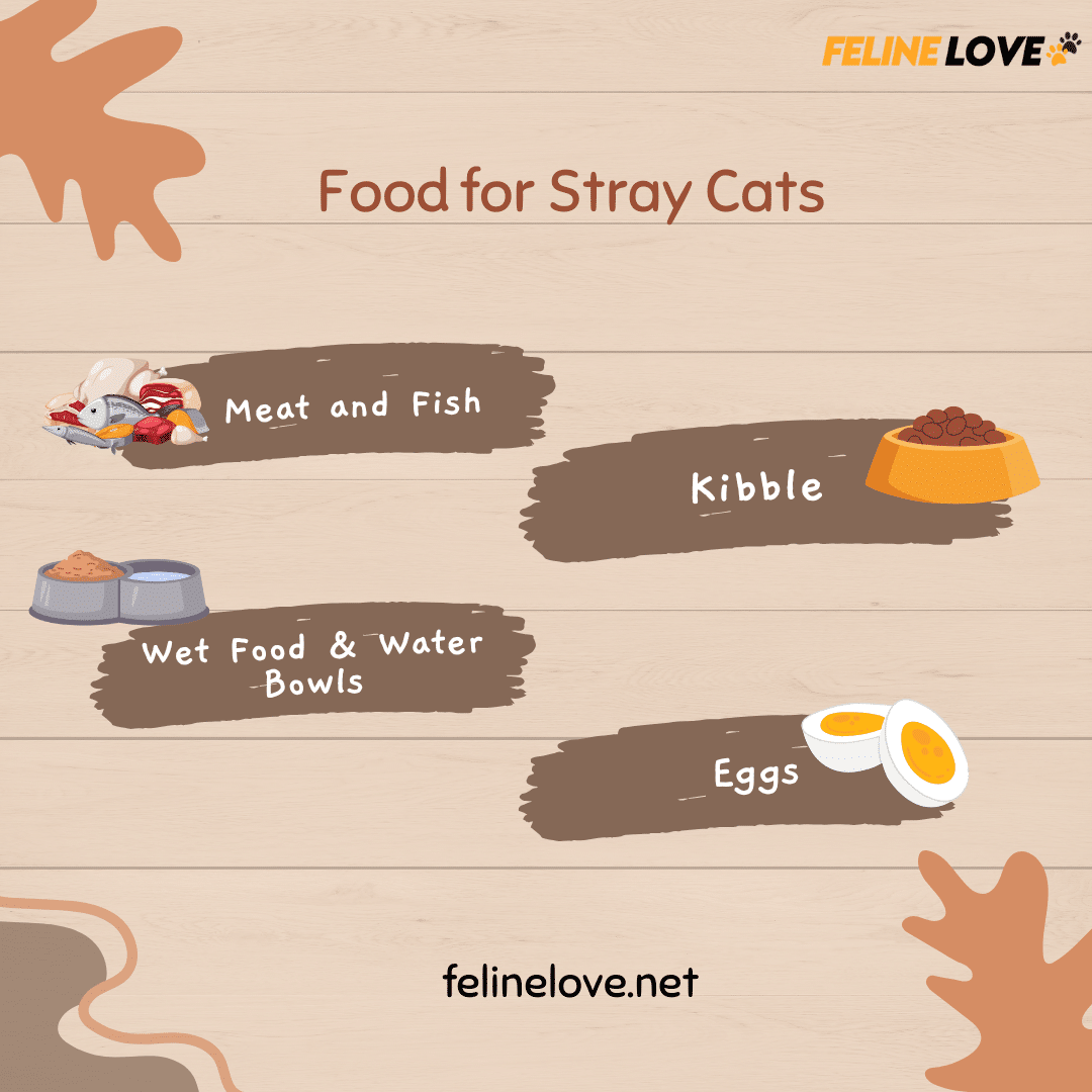 Food for Stray Cats Infographic