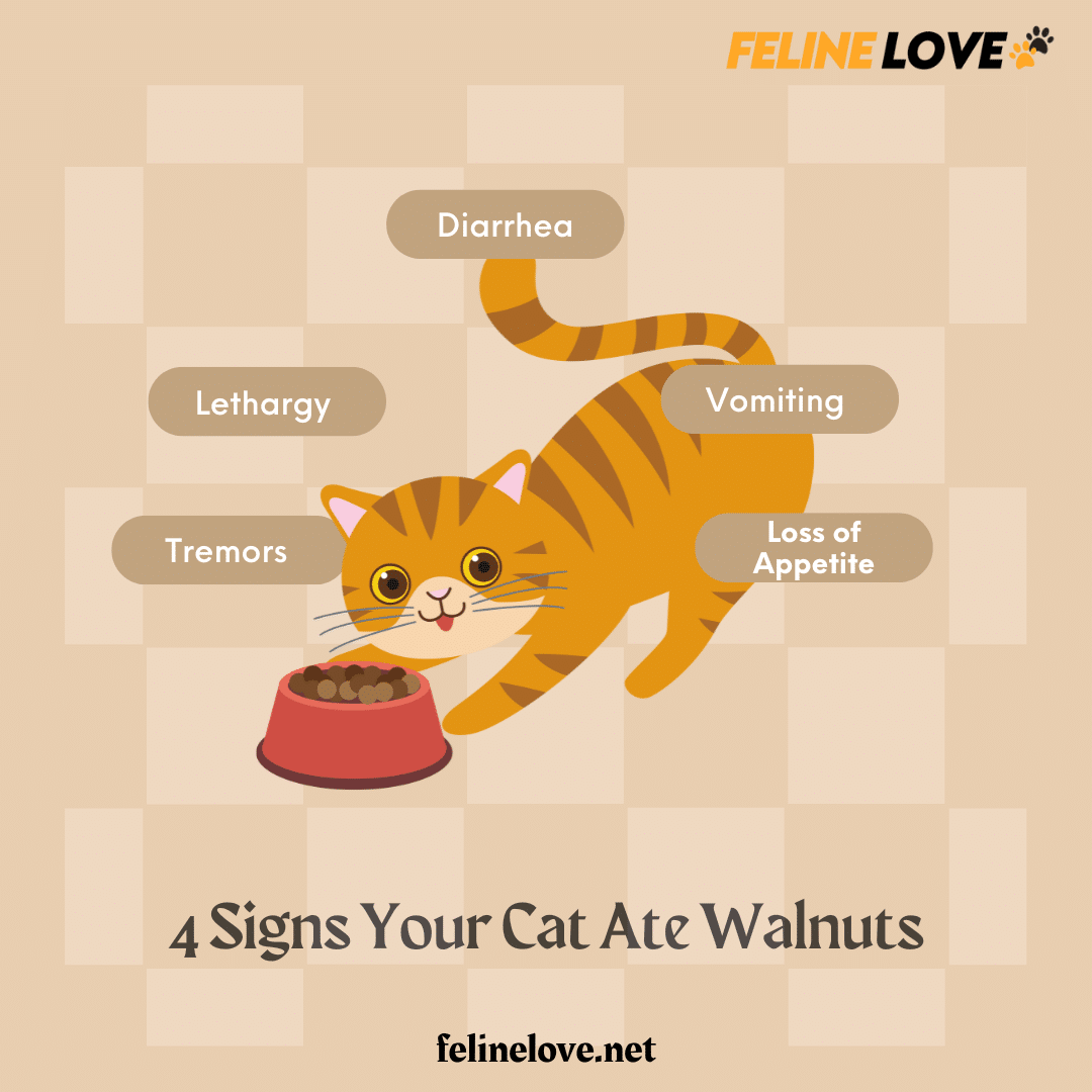 Signs Your Cat Ate Walnuts Infographic