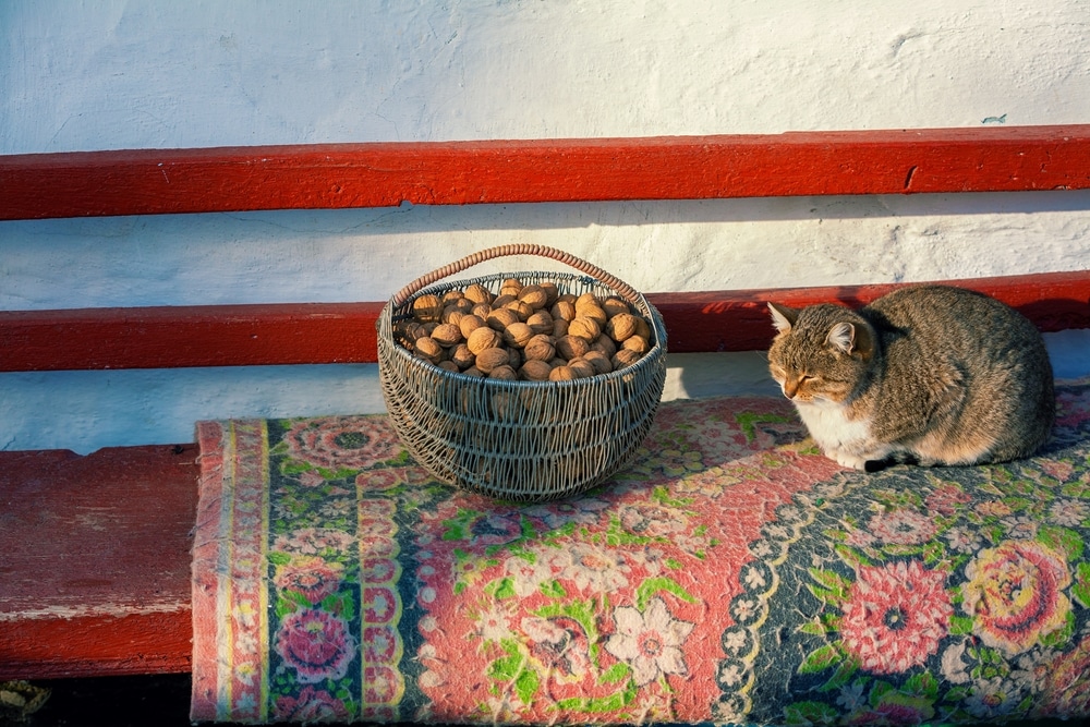 The cat lying near basket with walnuts