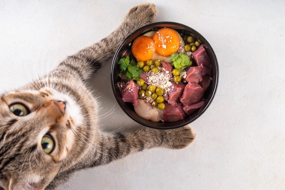 a cat looking upward, a bowl of meat, eggs, brocolli, peas