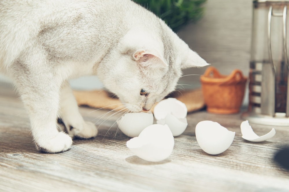  White British Cat Steals Egg Shells From The Kitchen