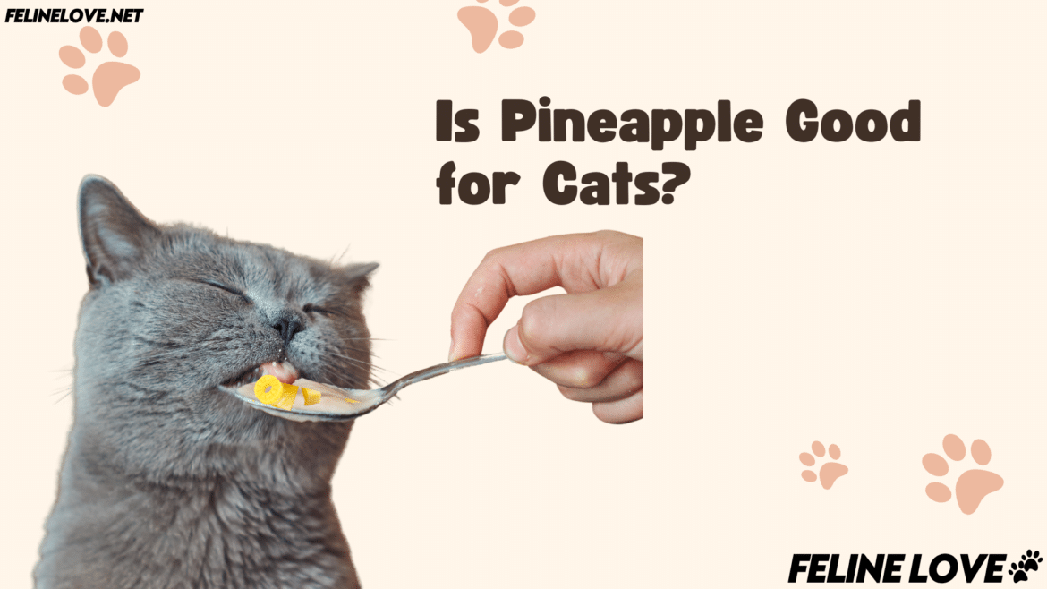 a cat is licking a spoon of pineapple