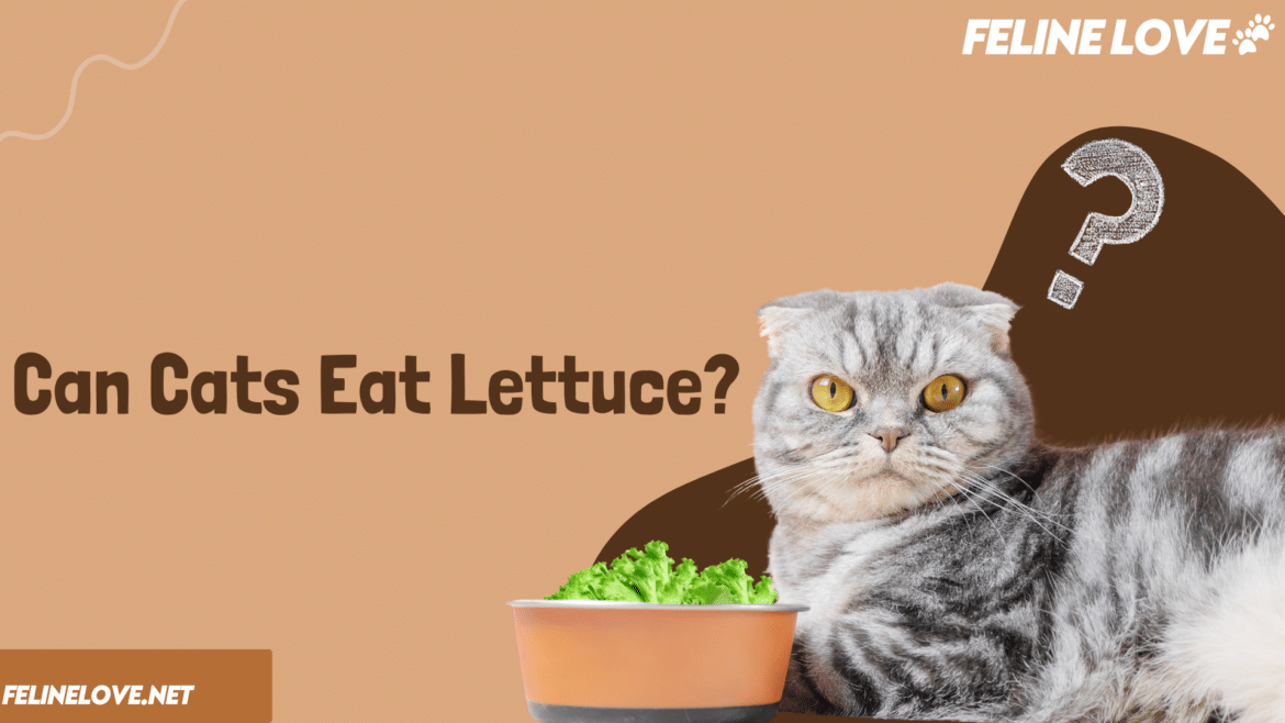 a cat with the bowl of lettuce while cat is sitting on the floor