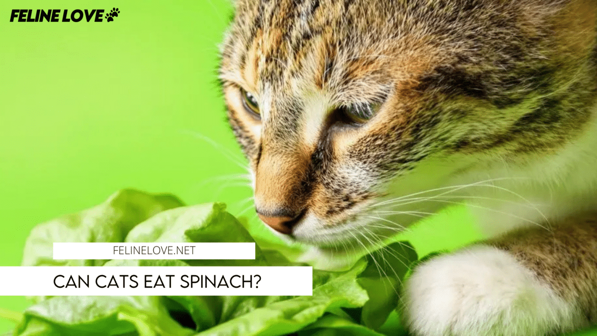 cat eating spinach a guide